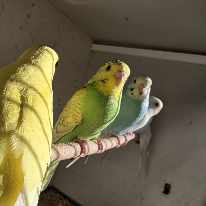 Papuga falista młoda