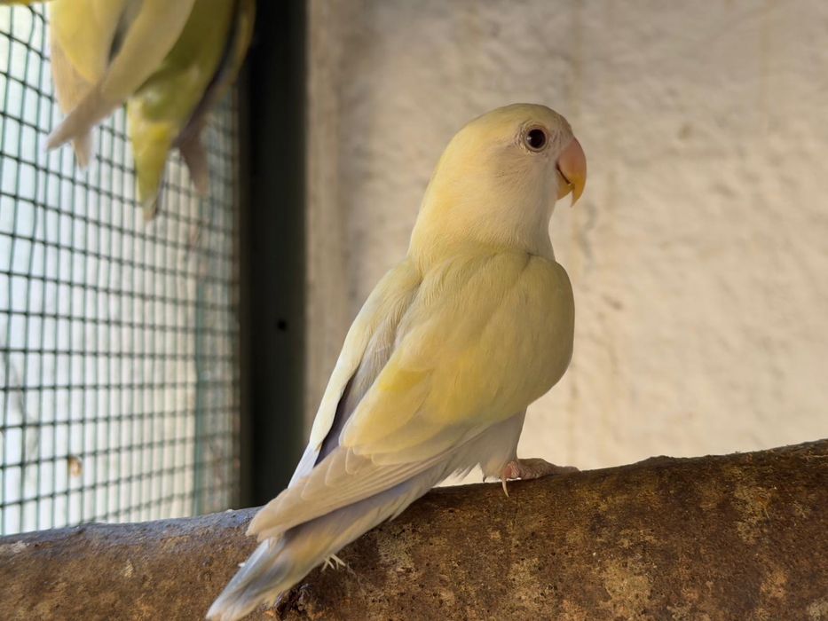 Agapornis roseicollis (Criador Legal ICNF)