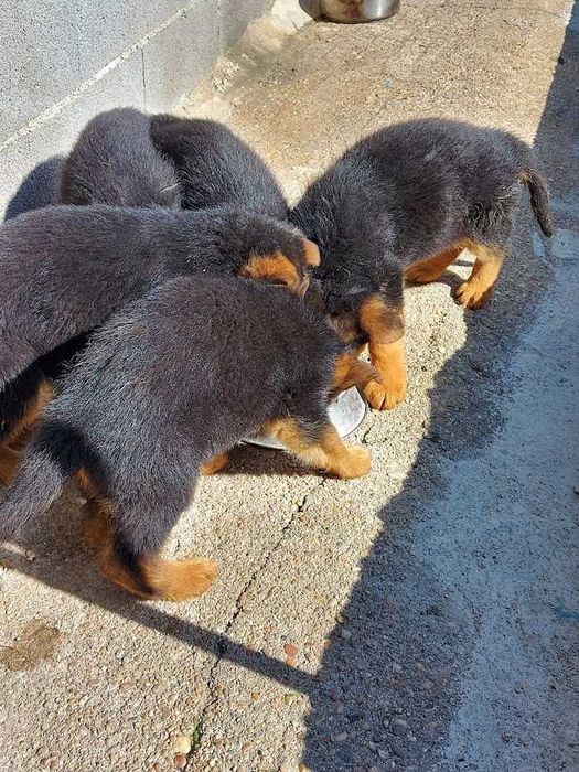 Pastor Alemão cachorro unico disponível Pais com Pedigre.