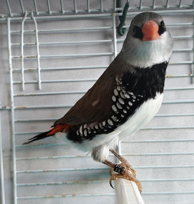 Mandarins gigantes e outros