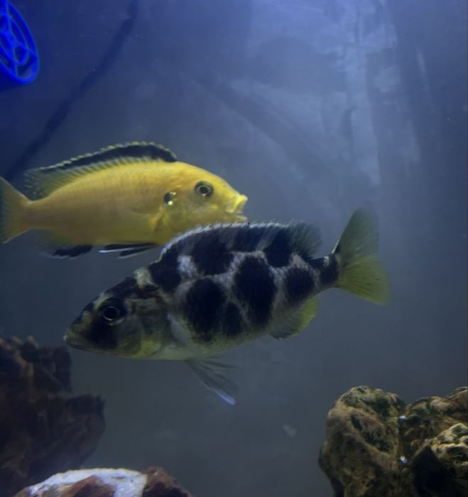 Ciclideo Nimbochromis femea