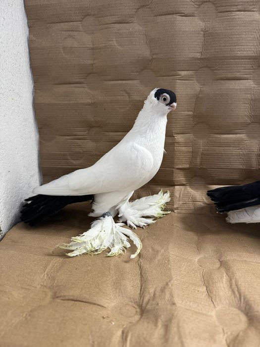 Krynki białostockie (para rozpłodowa)