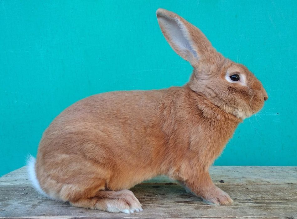 Молодь бургундії.