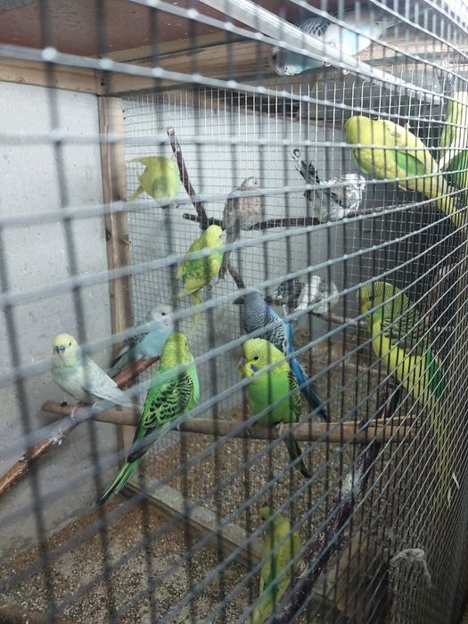 Sprzedam papugi faliste