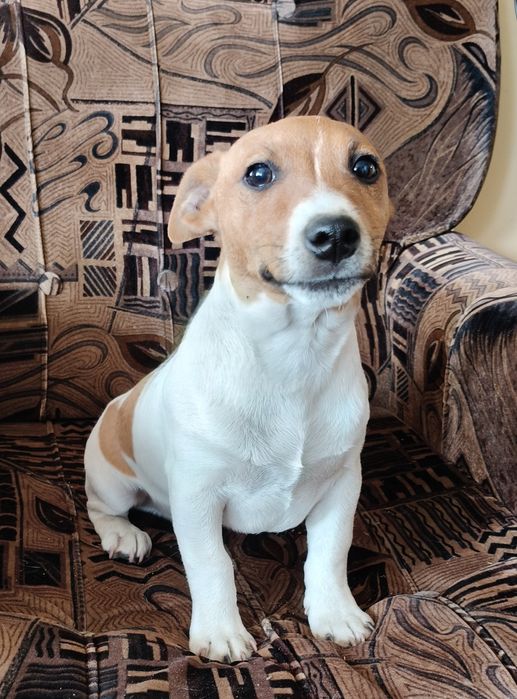 Jack Russell terriera Ur 01.15.2026