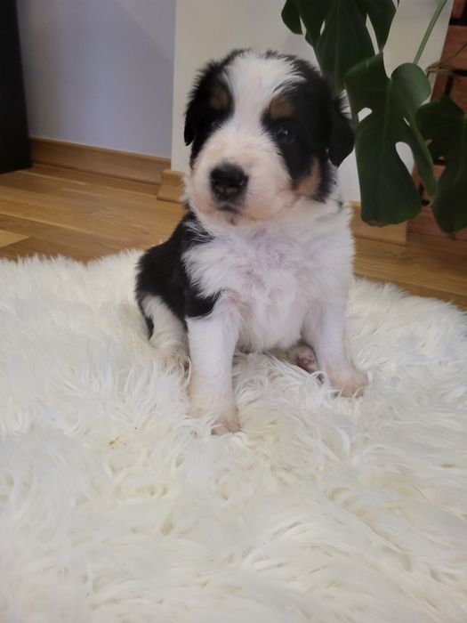 Szczeniak Border collie