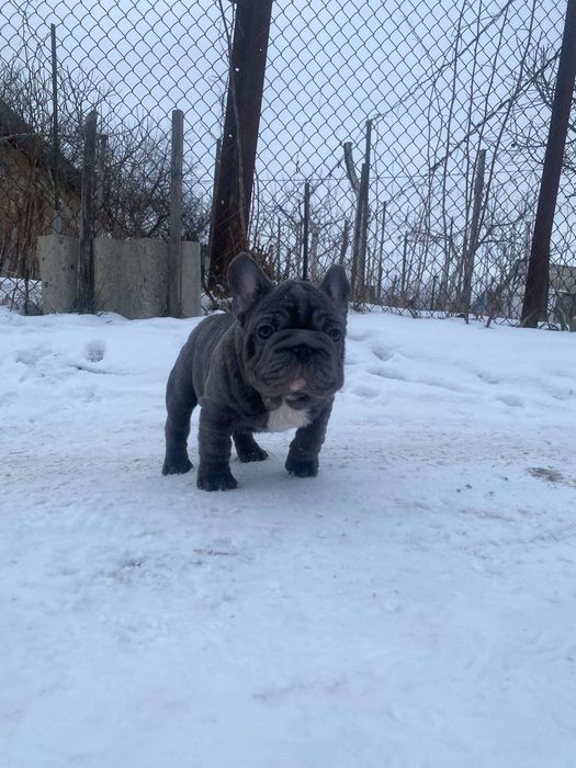 Французький бульдог Big Rop