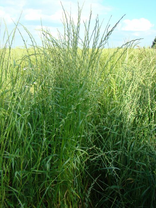 Rajgras włoski (życica wielokwiatowa - wieloroczna)