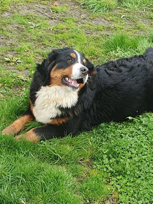 Suczka berneński pies pasterski