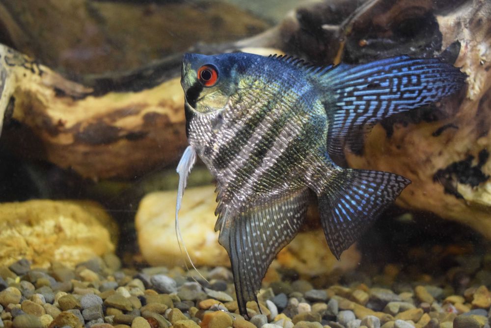 Продам скалярій Пітой (зебра)