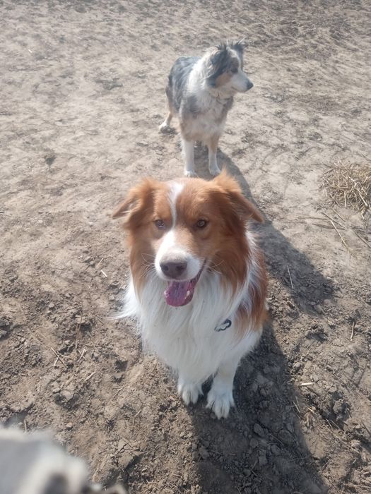 Suczka border collie