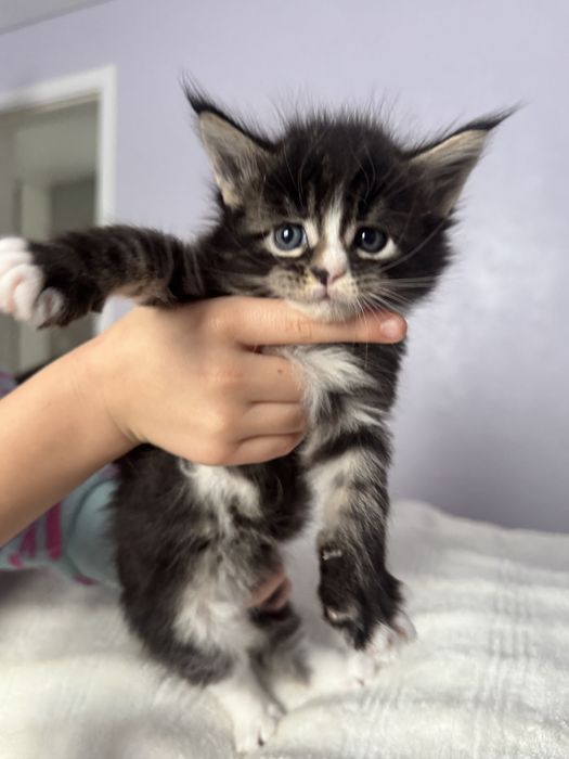 Продам кошенят породи Мейн Кун