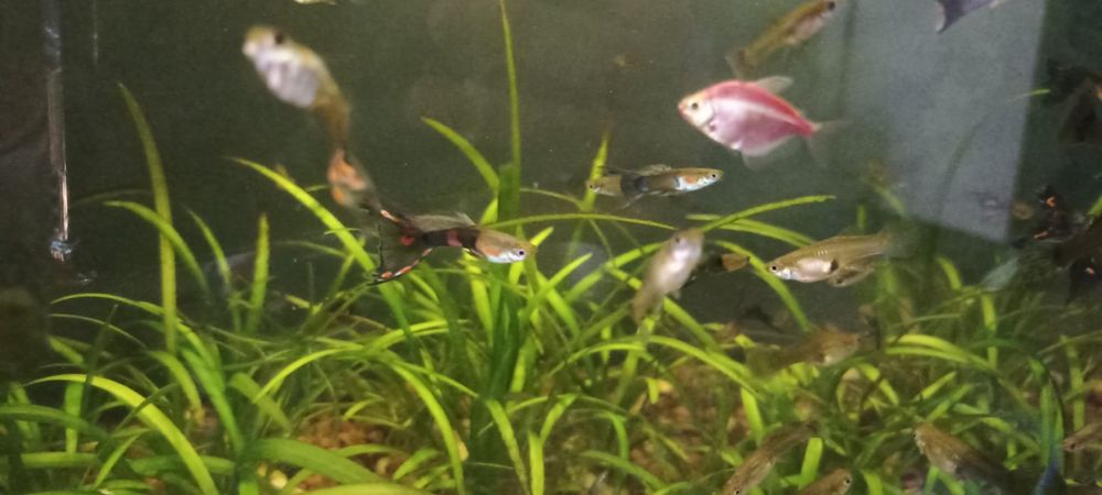 Продам рибок гуппі