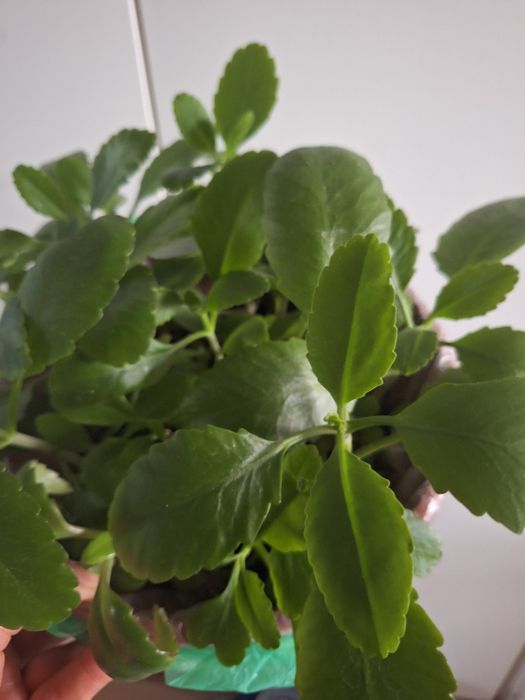 Żyworódka pinnata sadzonka