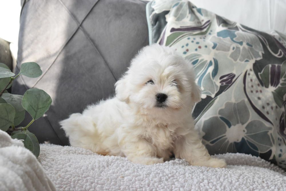 Bichon Maltês Mini . Pronto para entrega.