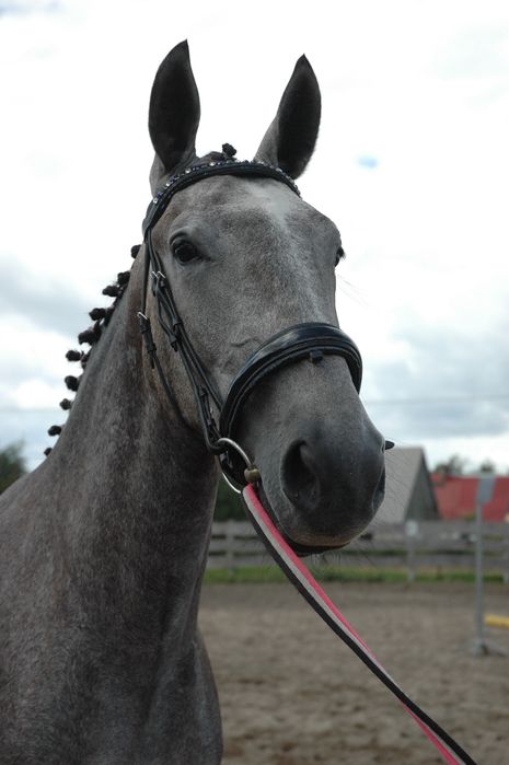 Przepiękne ogłowie full