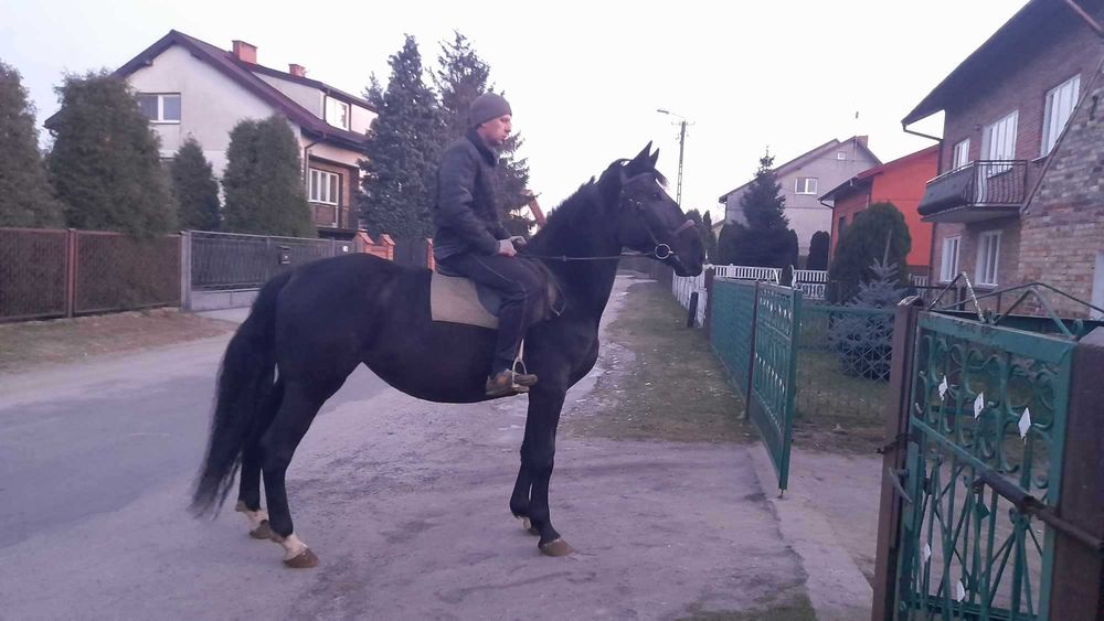 Sprzedam karą klacz