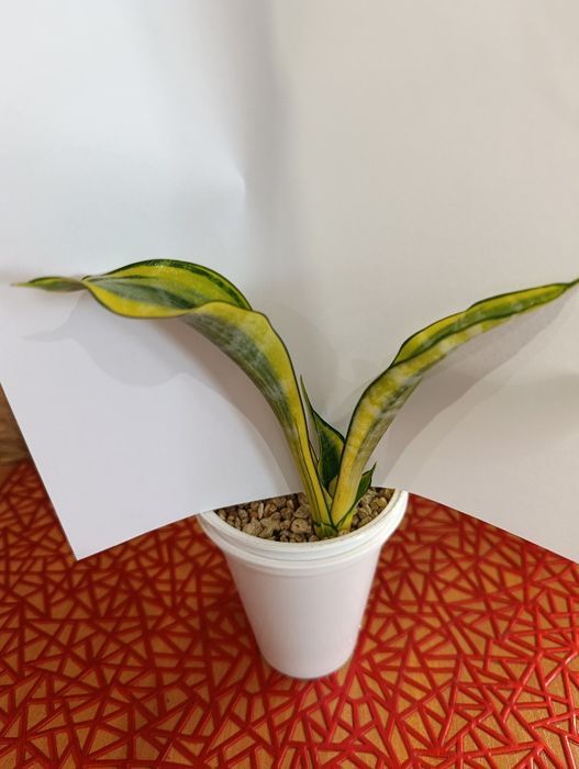 Сансевієрія Голден Баннер (Sansevieria Golden Banner / Gold Banner)