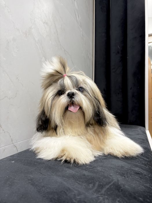 Shih Tzu FCI ZKwP Pies