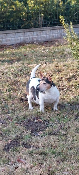 NAGRODA 1000 zł. Zaginął pies Russell terrier
