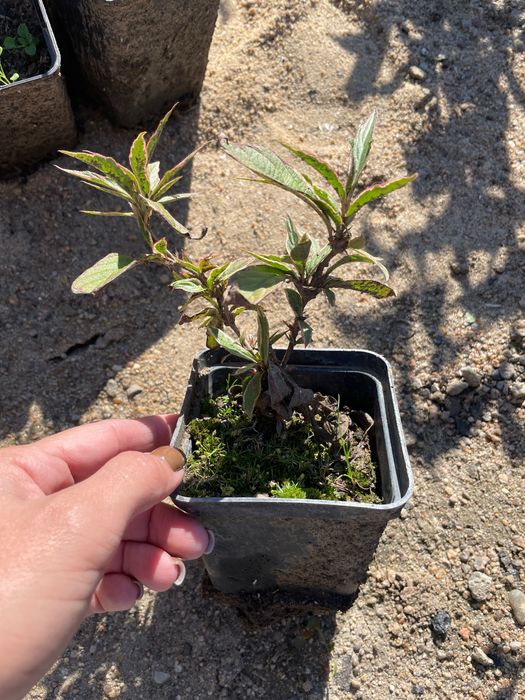 Продам саженцы вейгелы