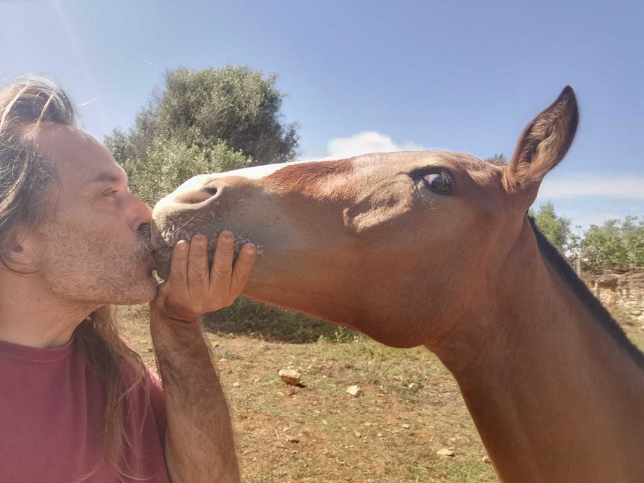 Appaloosa Urano [raro e meigo]