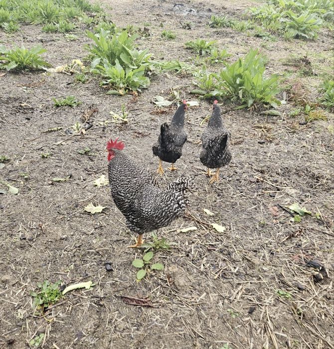 Ovos Galados pedrês portuguesa  raça pura