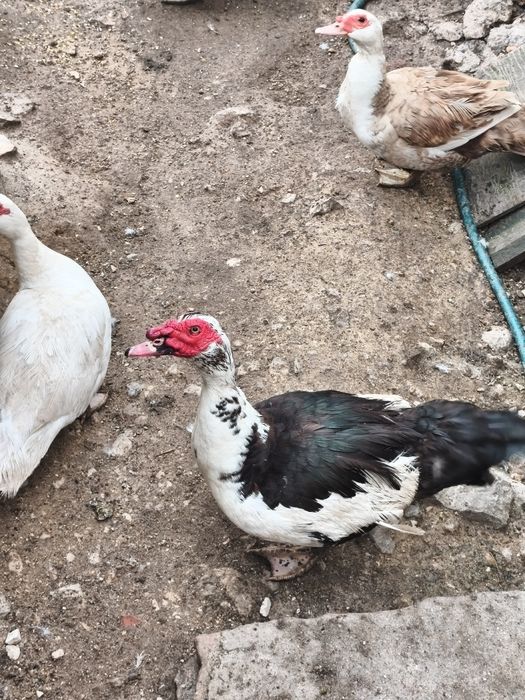 Pato mudo para venda