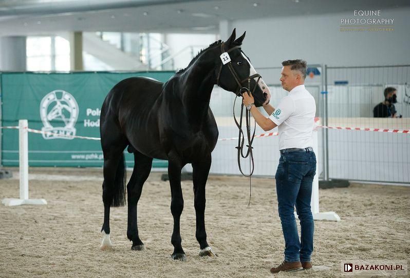 Wysoki dwuletni ogierek