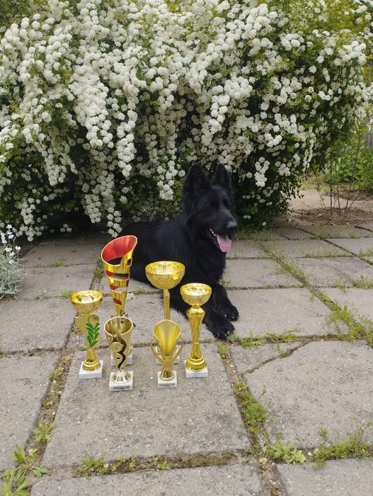 Черный длинношерстный кобель