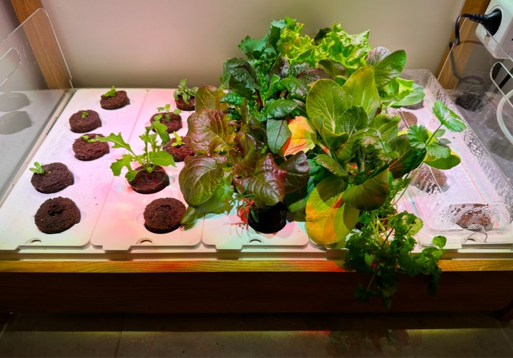 Presente de natal para apaixonados por comida, saude, jardinagem