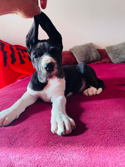 dog alemão macho