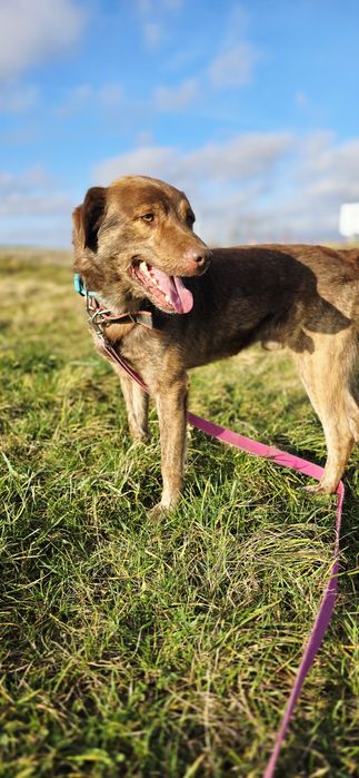 Dingo czekoladowy samiec