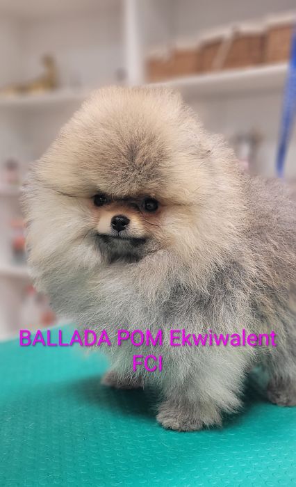 Pomeranian  Szpic miniaturowy  - suczka ZKwP/ FCI
