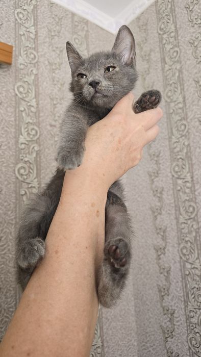 Котик у добрі руки