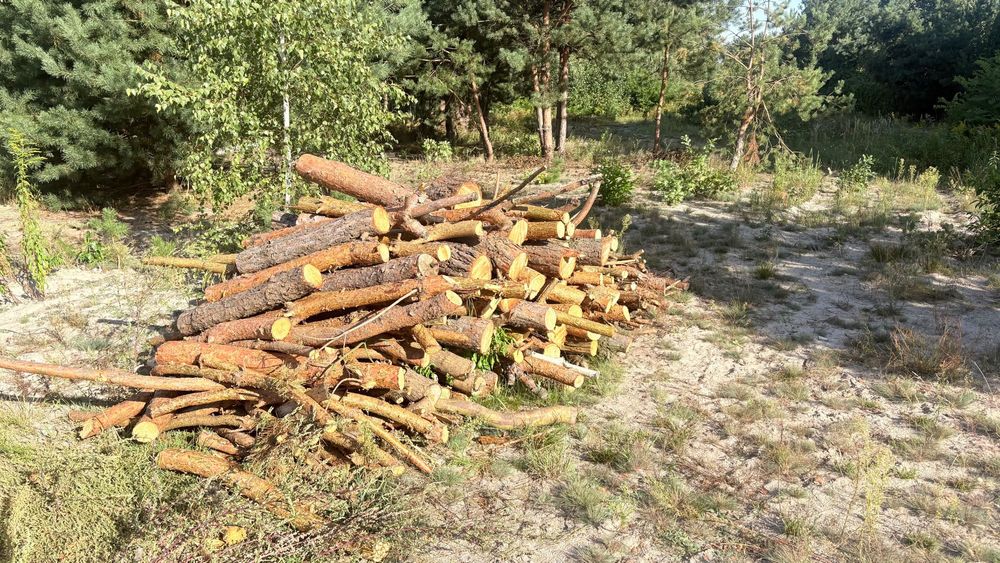 Drewno opałowe sosnowe