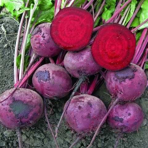 Насіння Буряка ЗЕППО F1 ZEPPO F1 Семена Свеклы