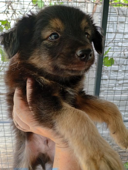 Хлопці медвежата, пухнасті і невеличкі. Від маленької собачки