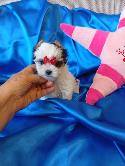 Biewer Yorkshire terrier