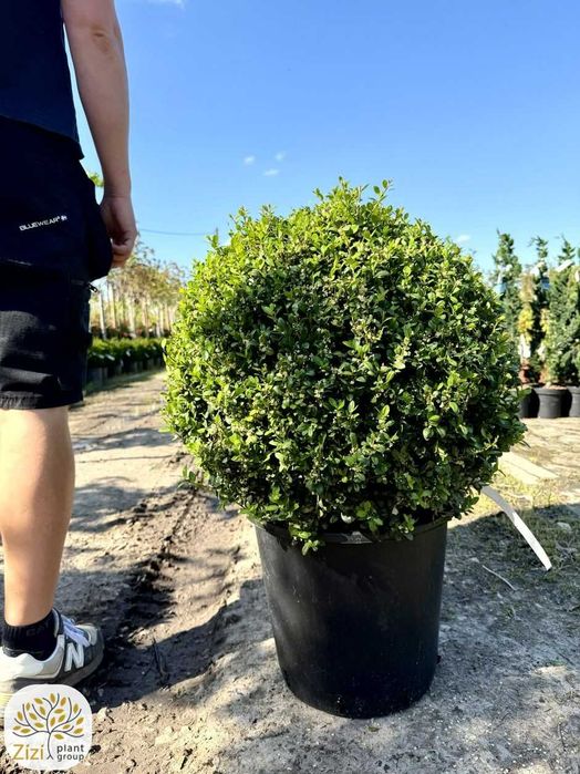 Formowane kule z cisa i ostrokrzewu 'Caroline Upright, średnice 30-55cm