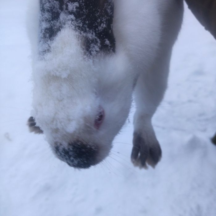 Самець Каліфорнія