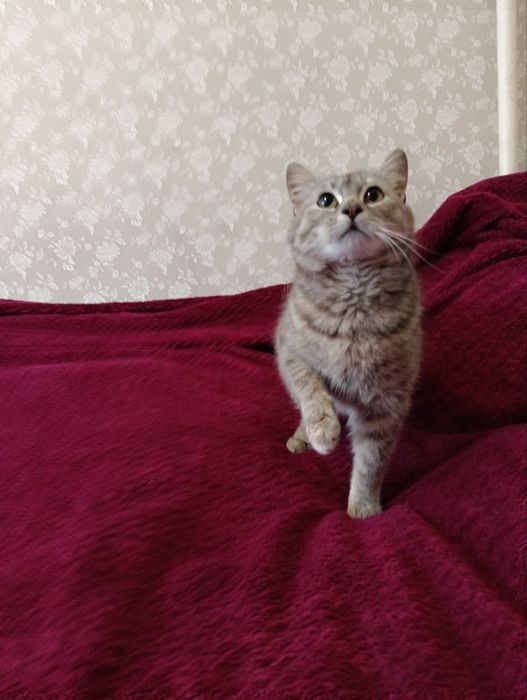 Красивый котенок бесплатно