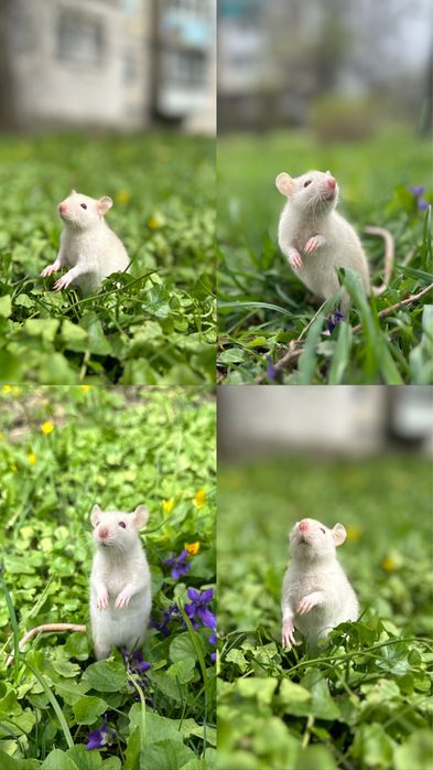 Найкращі пацючки дамбо у нас