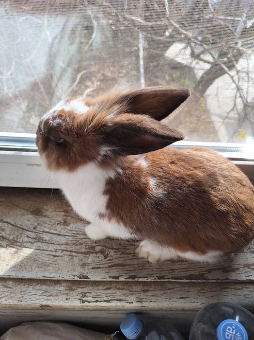 Декоративний кролик