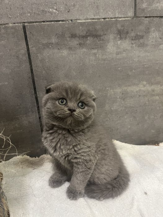 Scottish fold com alta qualidade de raça