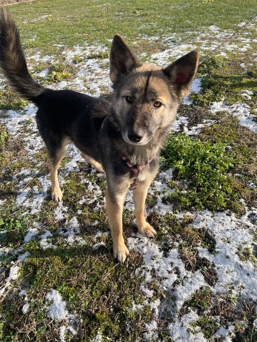 Suri sunia do adopcji