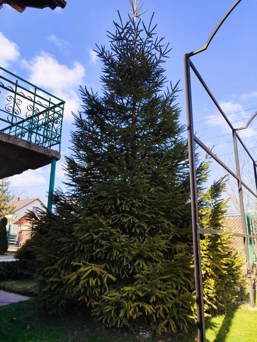Ялинка 6  метрів.