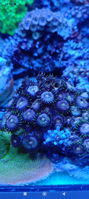 Zoanthus zoa Nirvana 7polipów, koralowce akwarium morskie cena