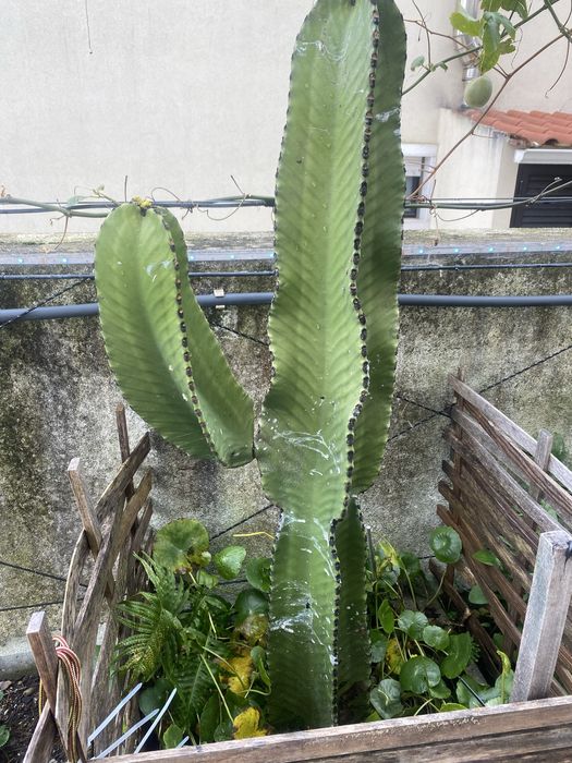 Cacto Americano cacto azul euphorbia ingens