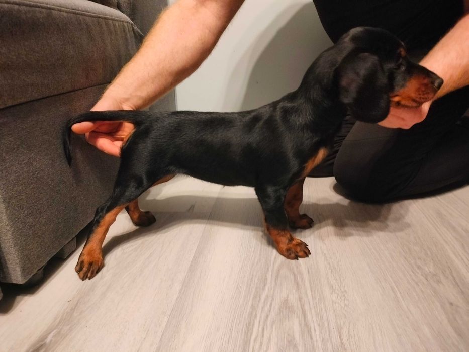 Gończy Słowacki Kopov ZKwP Fci